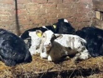 Их сжигают в угоду крупному бизнесу