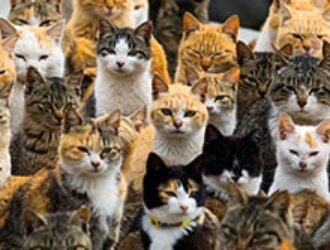 М.В. Назаров «Русская идея»  Только ли у кошек есть патриотизм?